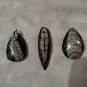 Orthoceras Ammonite fossil stones for jewelry